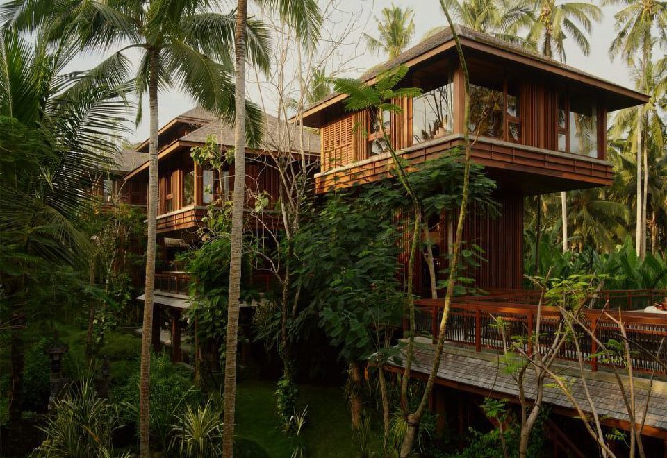 Jungle Panorama Suite